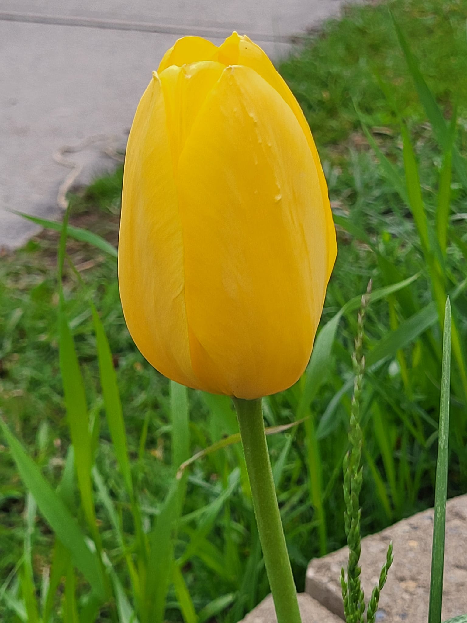 Yellow Tulip Flower